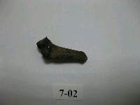 藏品(虎齒)的圖片